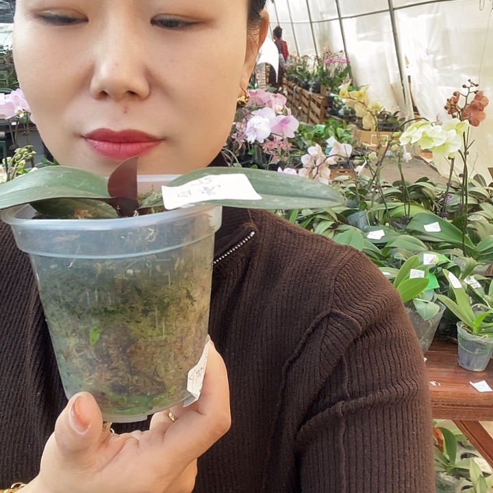 无花朵白瓷蝴蝶兰