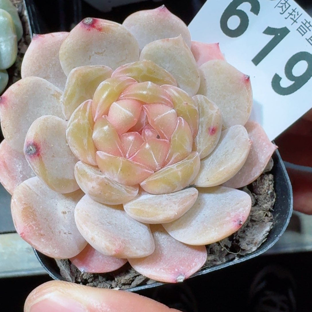 孤品         精品多肉