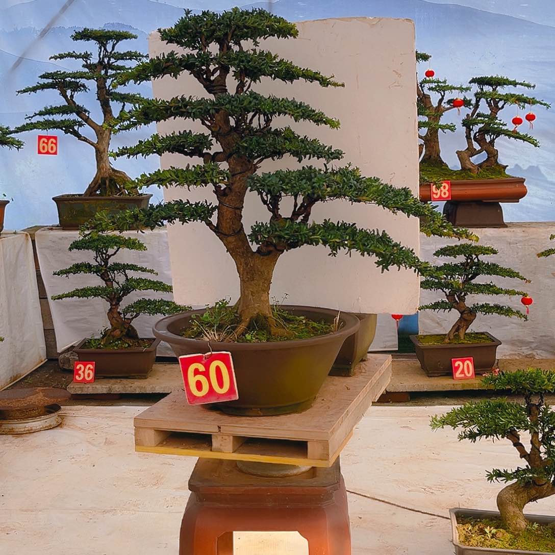 无花朵红芽罗汉松一对