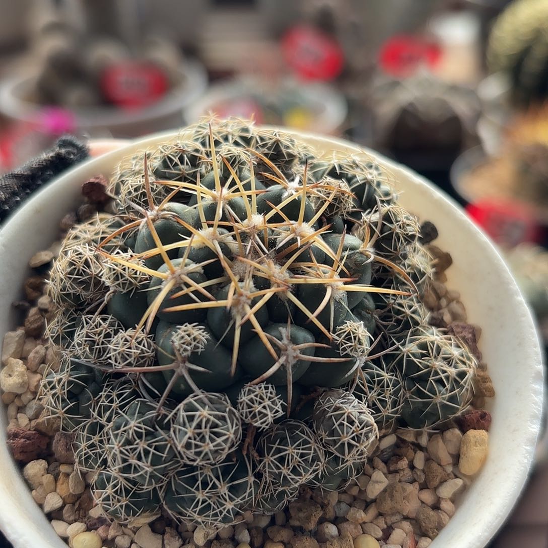 仙人球实生仙人球顶花