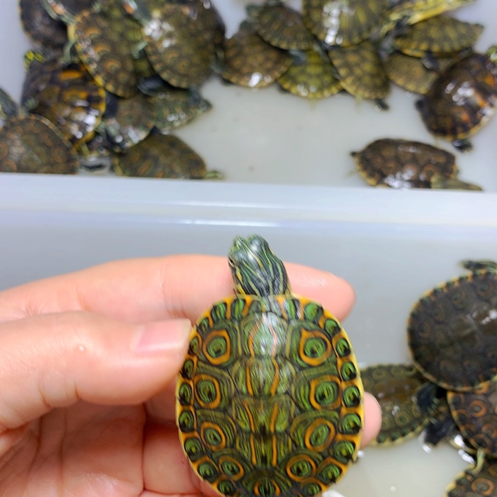 巴西彩龟不分公母4加发色