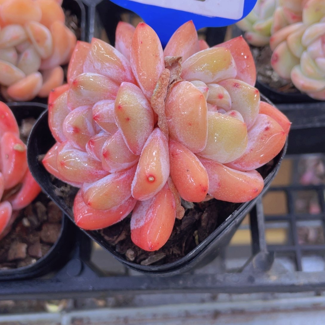 870号 果冻珍妮大白兔双头