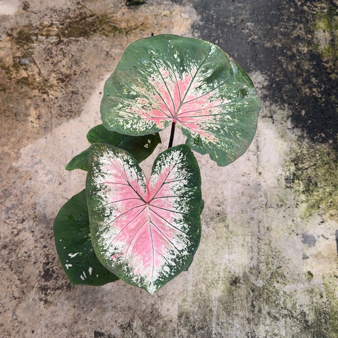 完全开放15莫妮卡不包叶损不包球