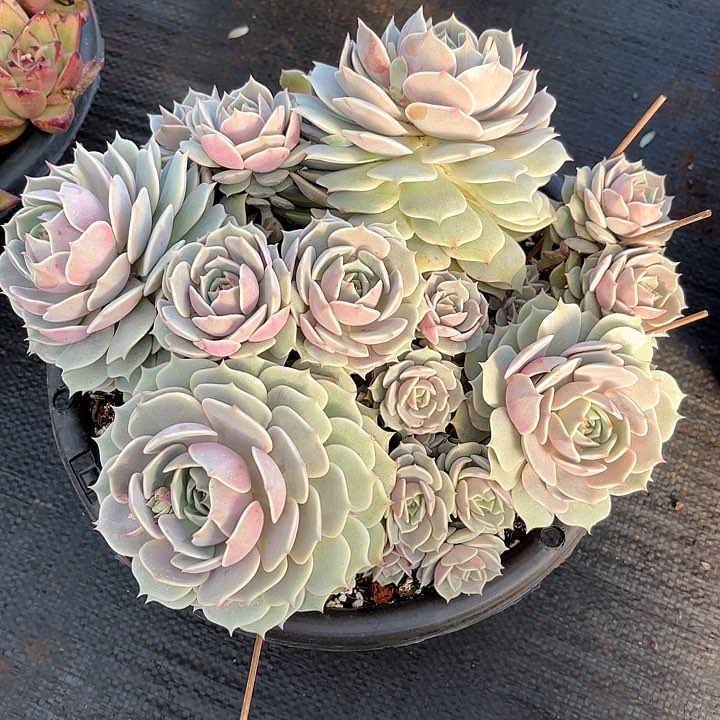 多肉植物，露娜莲