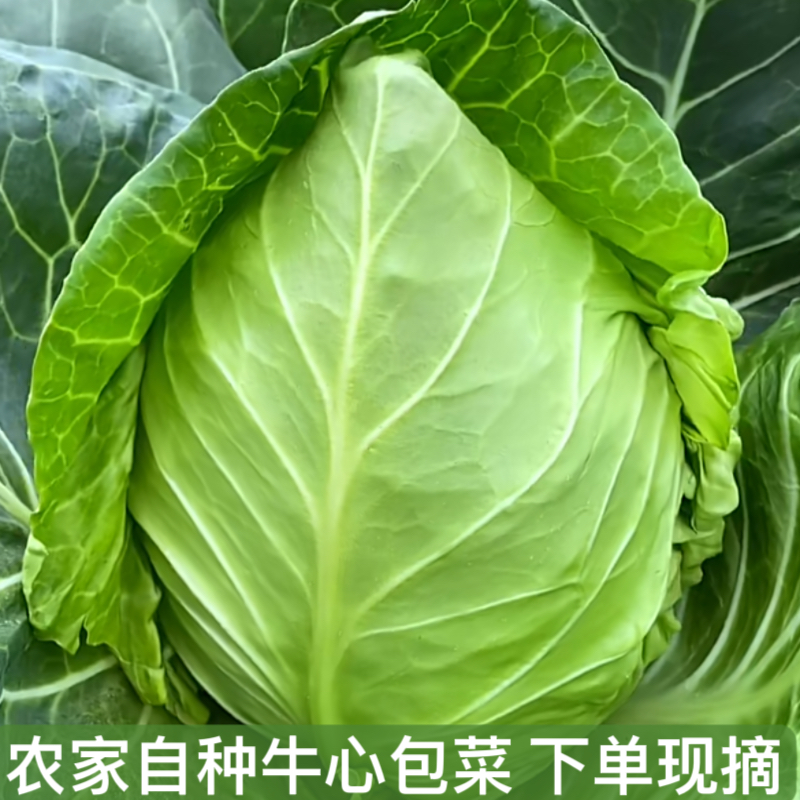 农村现摘新鲜牛心包菜卷心菜牛心甘蓝手撕包菜大头菜球白菜