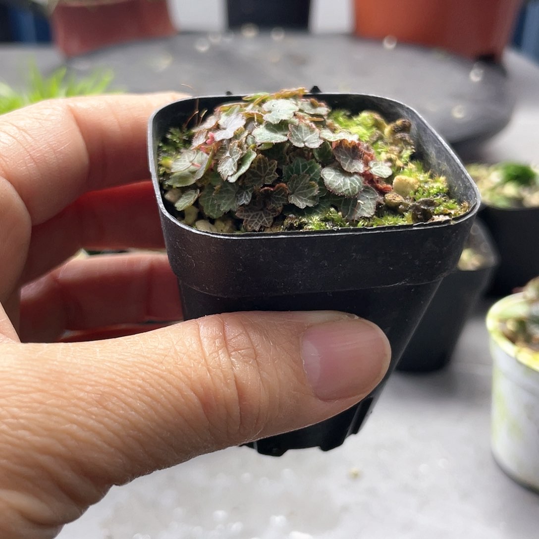 任***姐山野草姬虎耳1盆