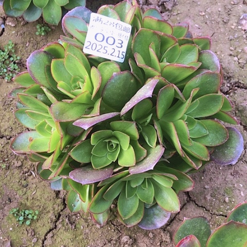 2.15-3魅金多肉植物