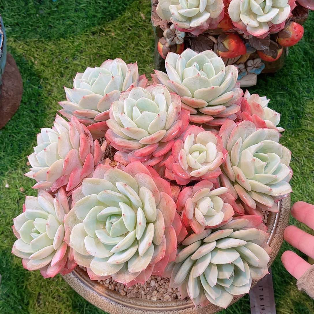 韩版恋曲精品多肉