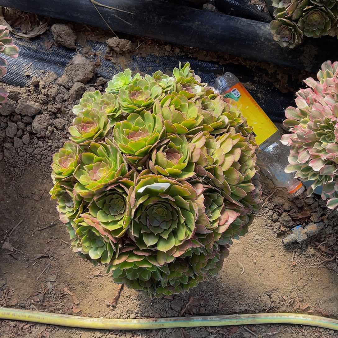 万圣节法师多肉1-14