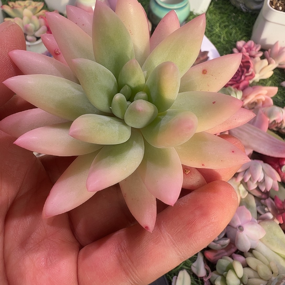 p***e多肉植物多肉植物