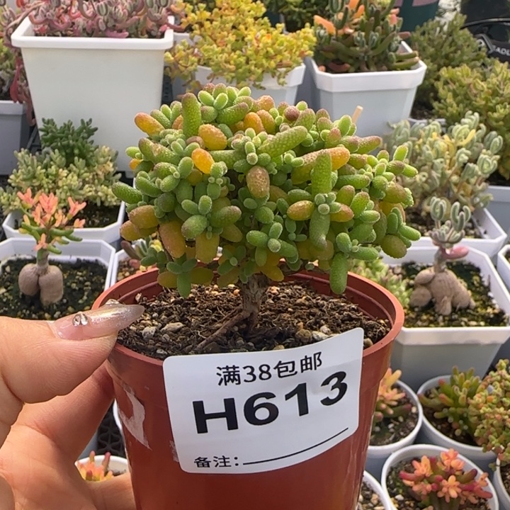 613-金桔糖球植物枝干