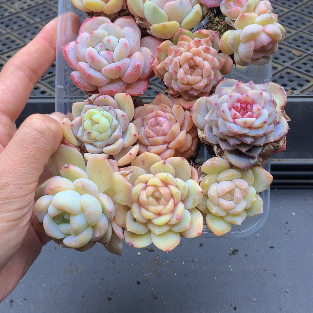 反反复复还是很开心085