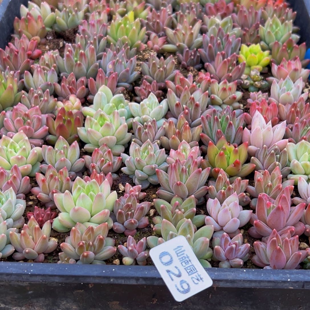 毛***嗨029多肉葡萄的味道是什么味道的呀笑