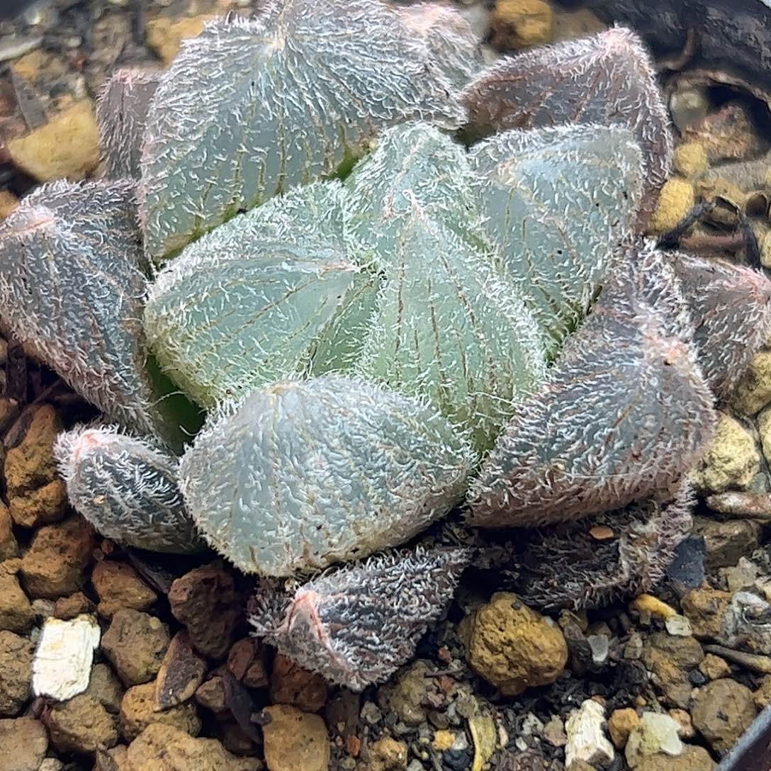 巨大化梦露一样勤快