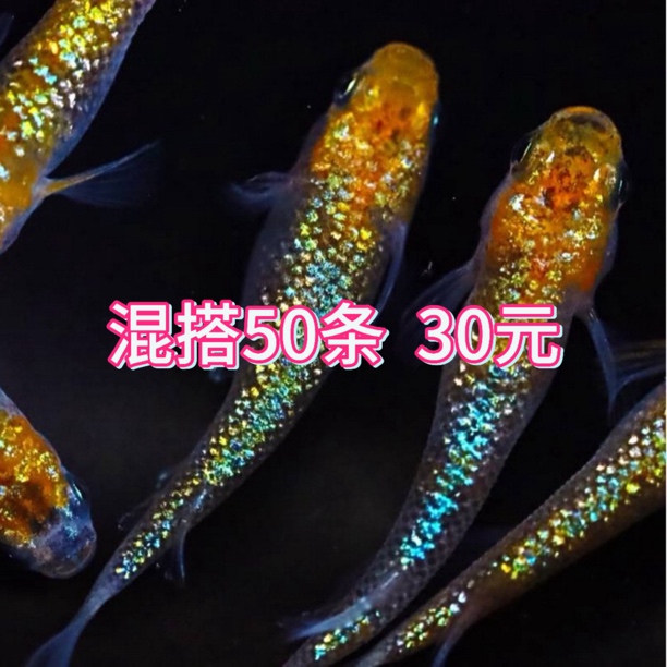 观鱼观背青鳉淡水观赏鱼碗莲盆古法缸天使水滴赤壁球体宽鳍玛利亚