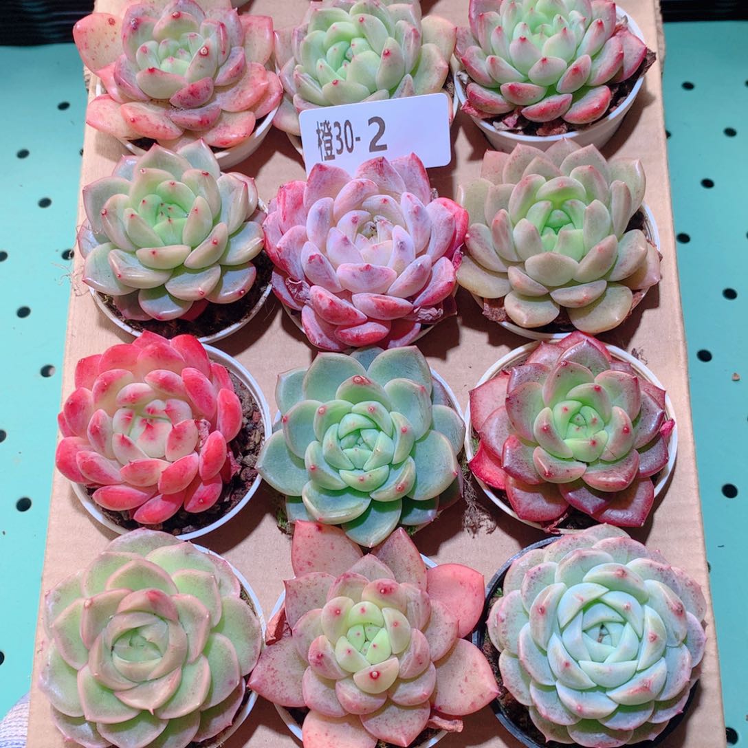 30-2一物一拍多肉带盆18颗