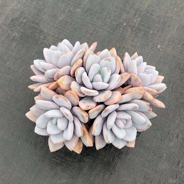 粉兔叶插无砍多头成长