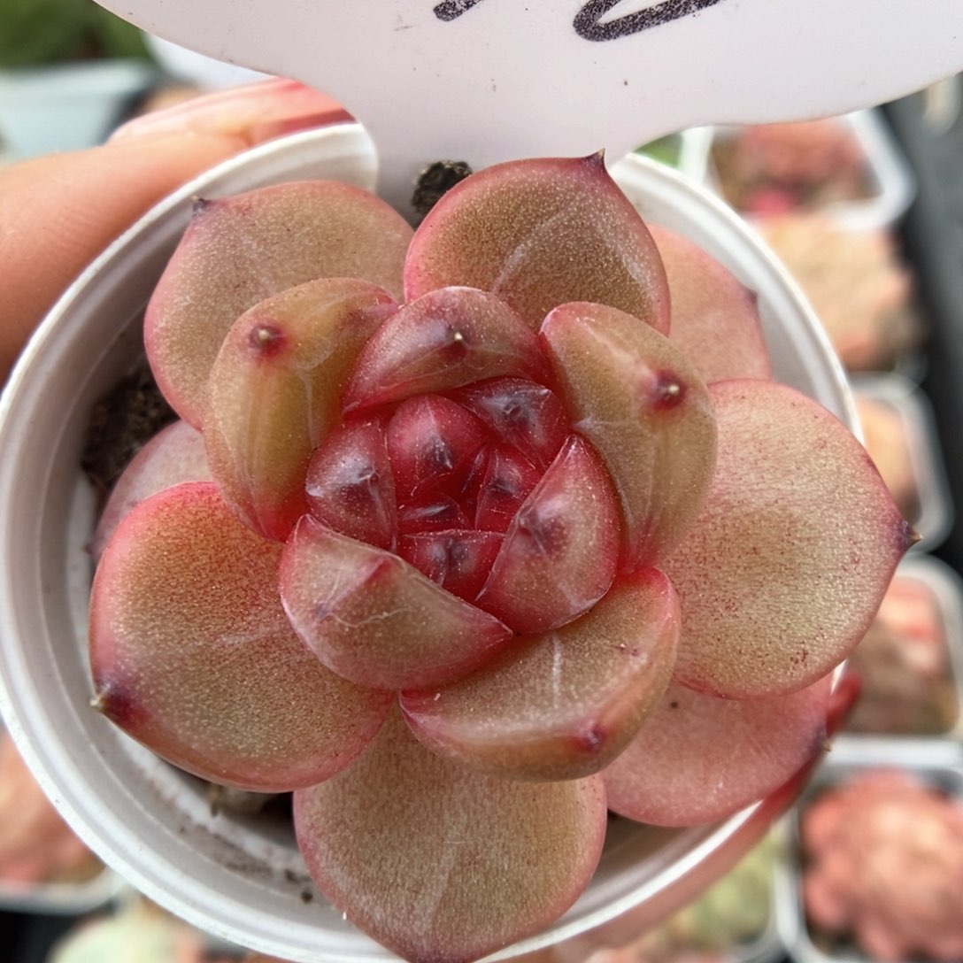 宝石心珍妮可拍590号