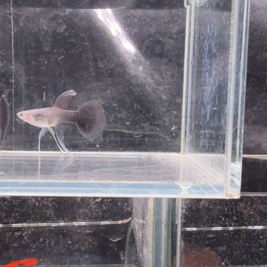 孔雀鱼蓝礼服缎带1对