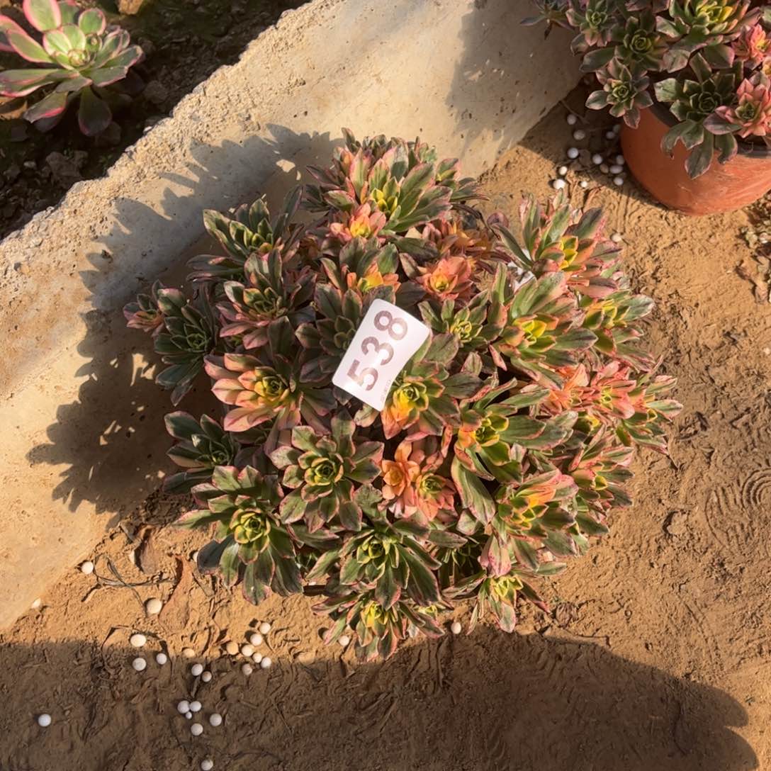 甜茶538不包断枝花