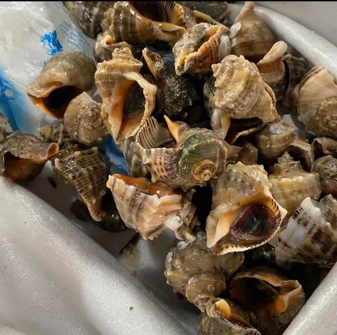连云港发货 鲜活包活小牙海螺（一斤12-15只左右） 到手4斤