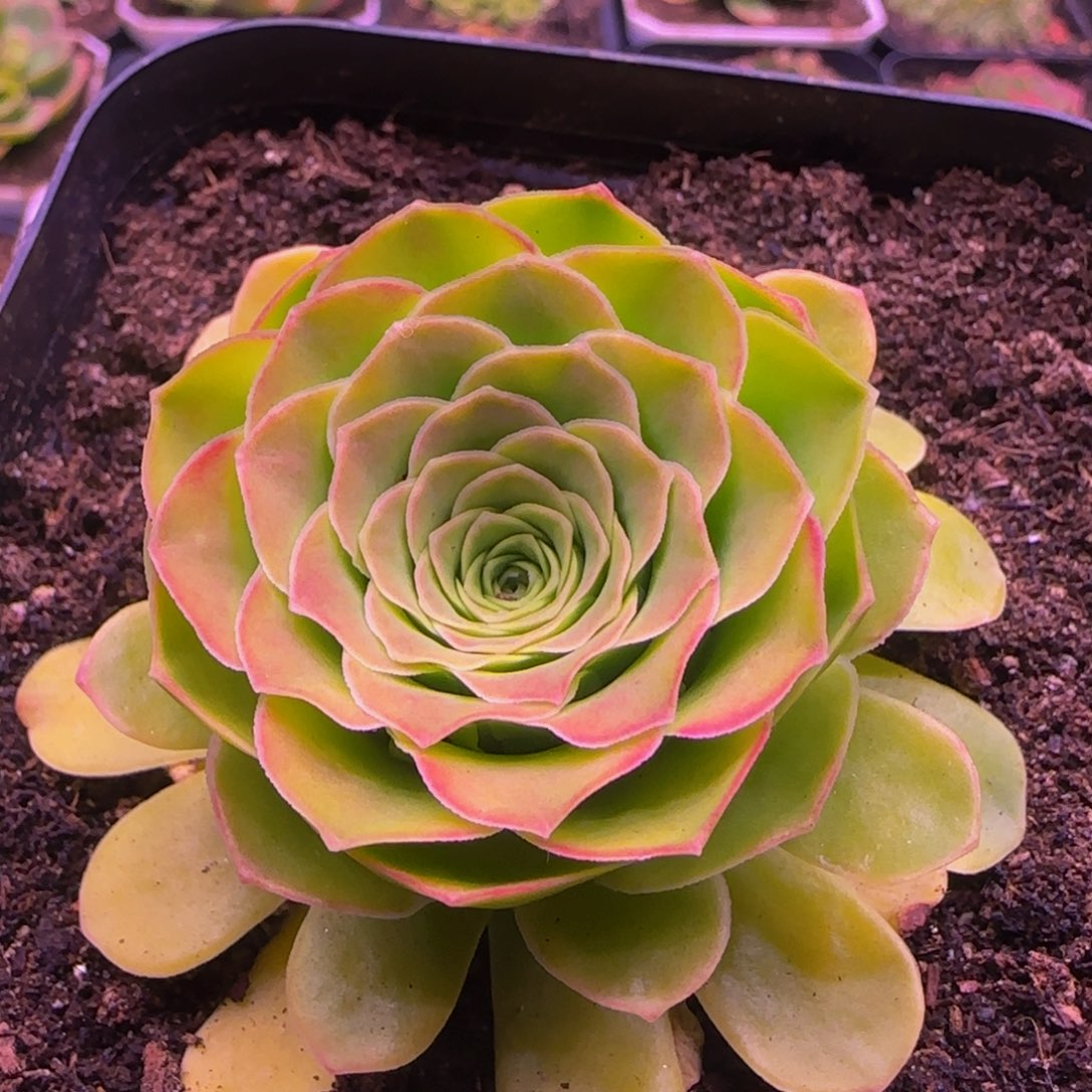 凤求凰113434353535353