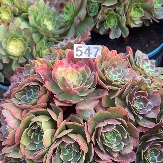 绿****多肉植物一个粉花妖547