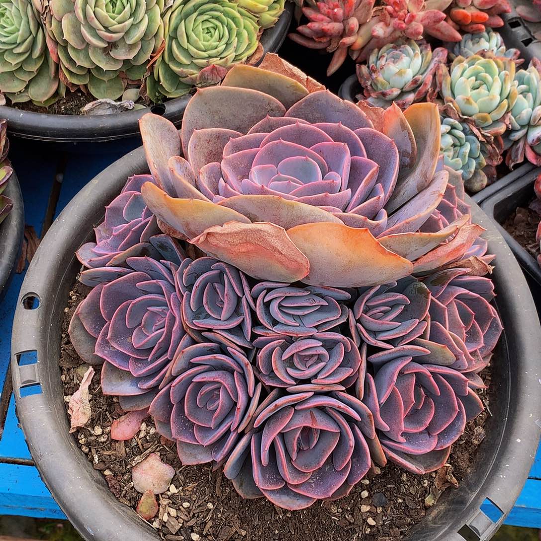 杰***洁    尘埃玫瑰多肉率24060