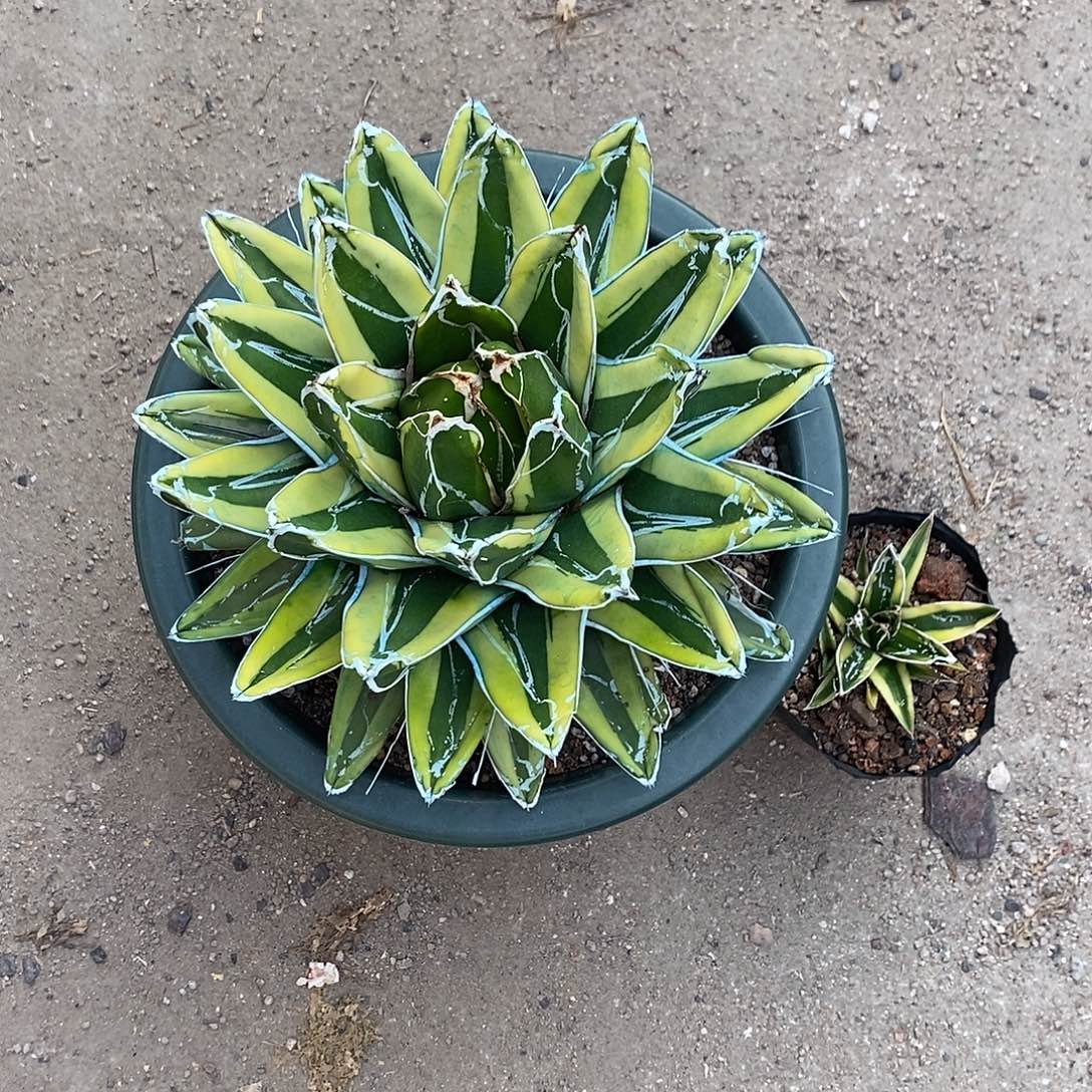 辉山屉之雪龙舌兰