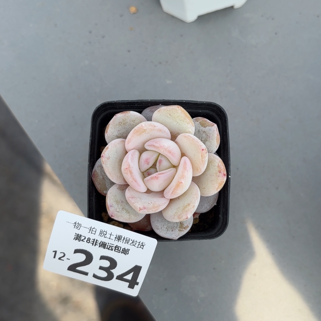 奶盖多肉多肉多肉