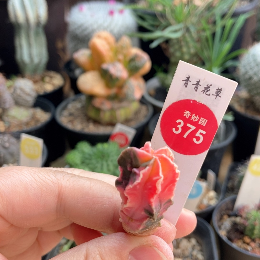 核桃鸾凤玉锦一颗仙人球