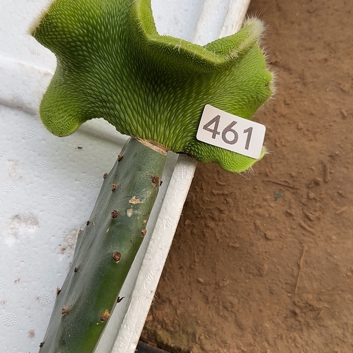 用***9无花朵嫁接青蛇缀461
