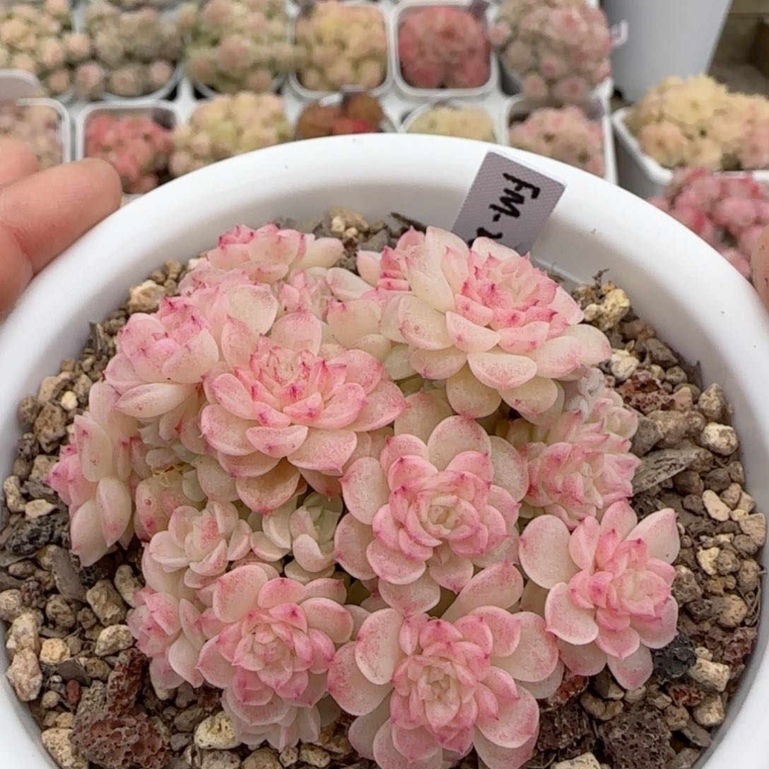 【闪购商品】0126-59（fm-209）