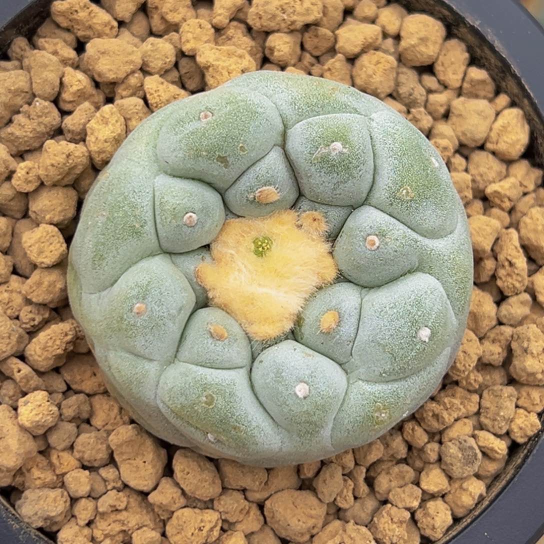 m白ji螺旋凸you带盆