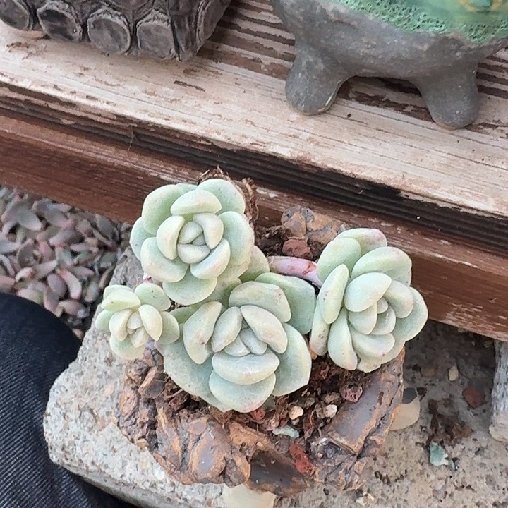 多肉植物冰玉群生