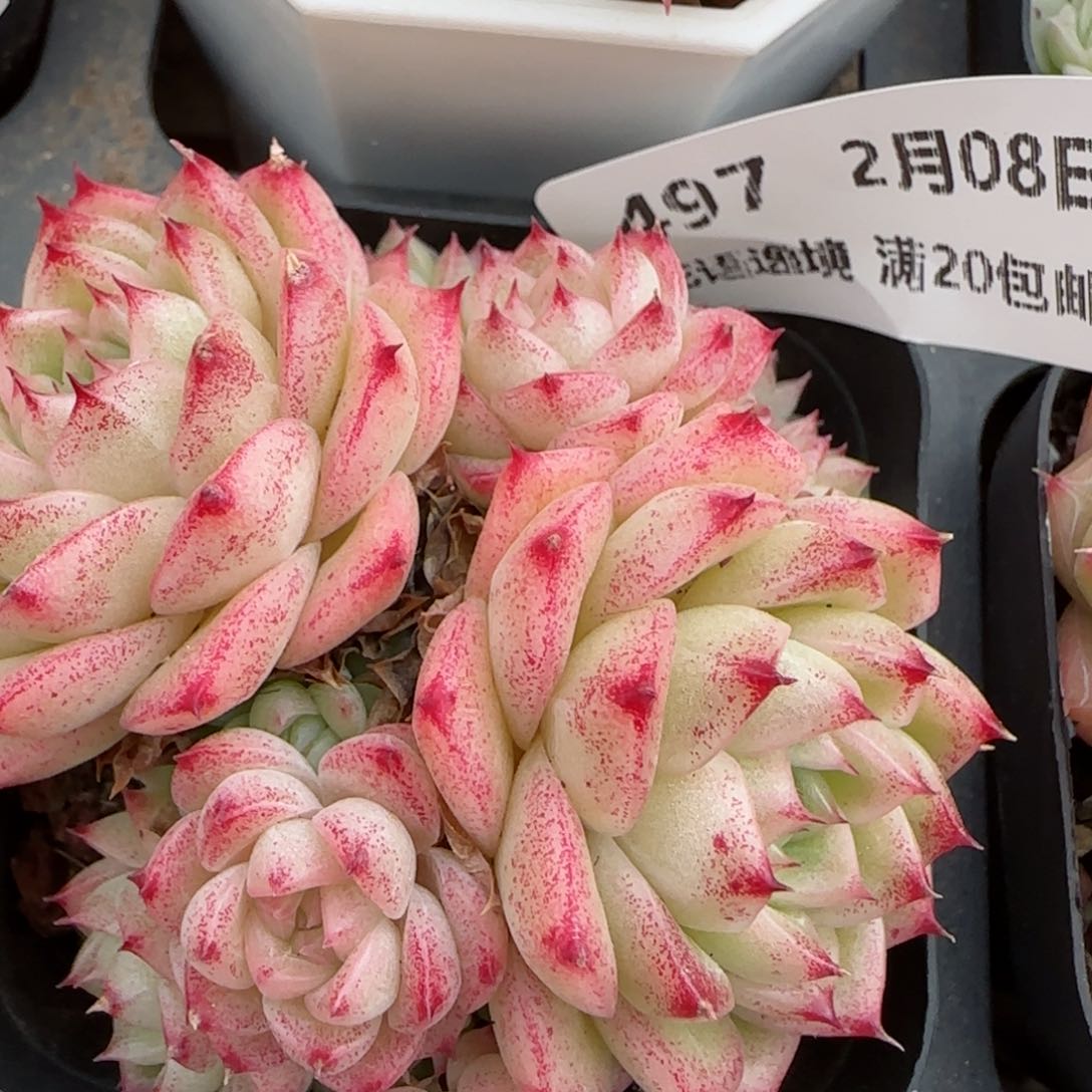 花语逸镜0208-497散