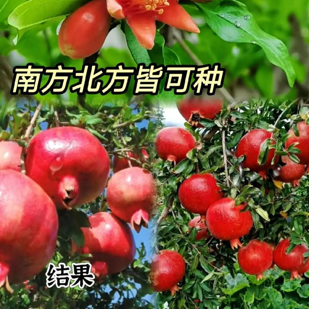 两棵蒙阳红大红袍甜石榴树苗粗度1公分耐寒大果软籽石榴