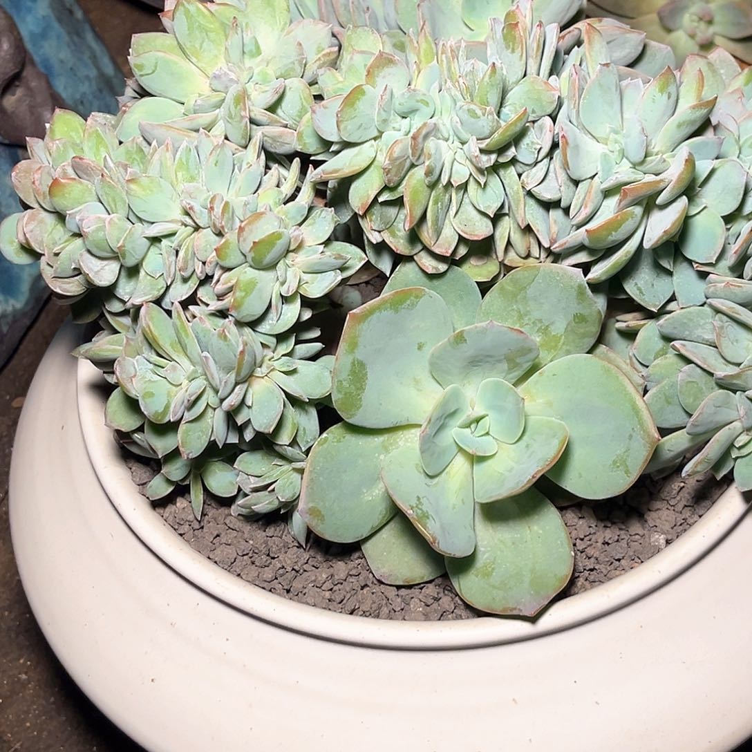 ༺***༻程成多肉植物白凤缀化