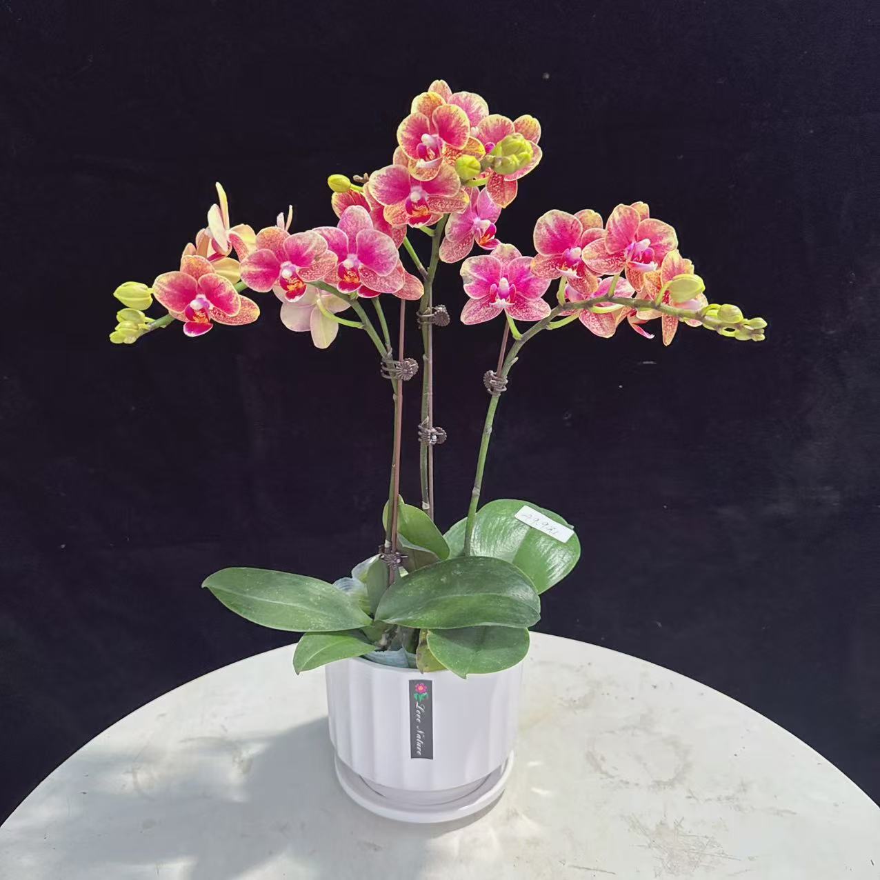 蝴蝶兰盆栽【金蝶】鲜花室内花卉绿植带花开业送礼