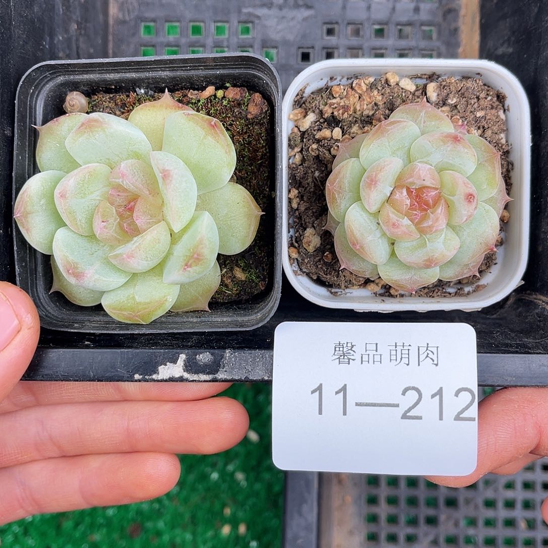 多肉一物一拍11-212