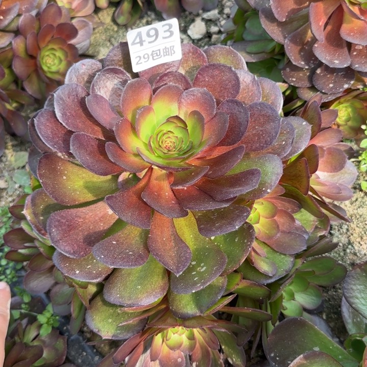 黑魔……多肉植物……