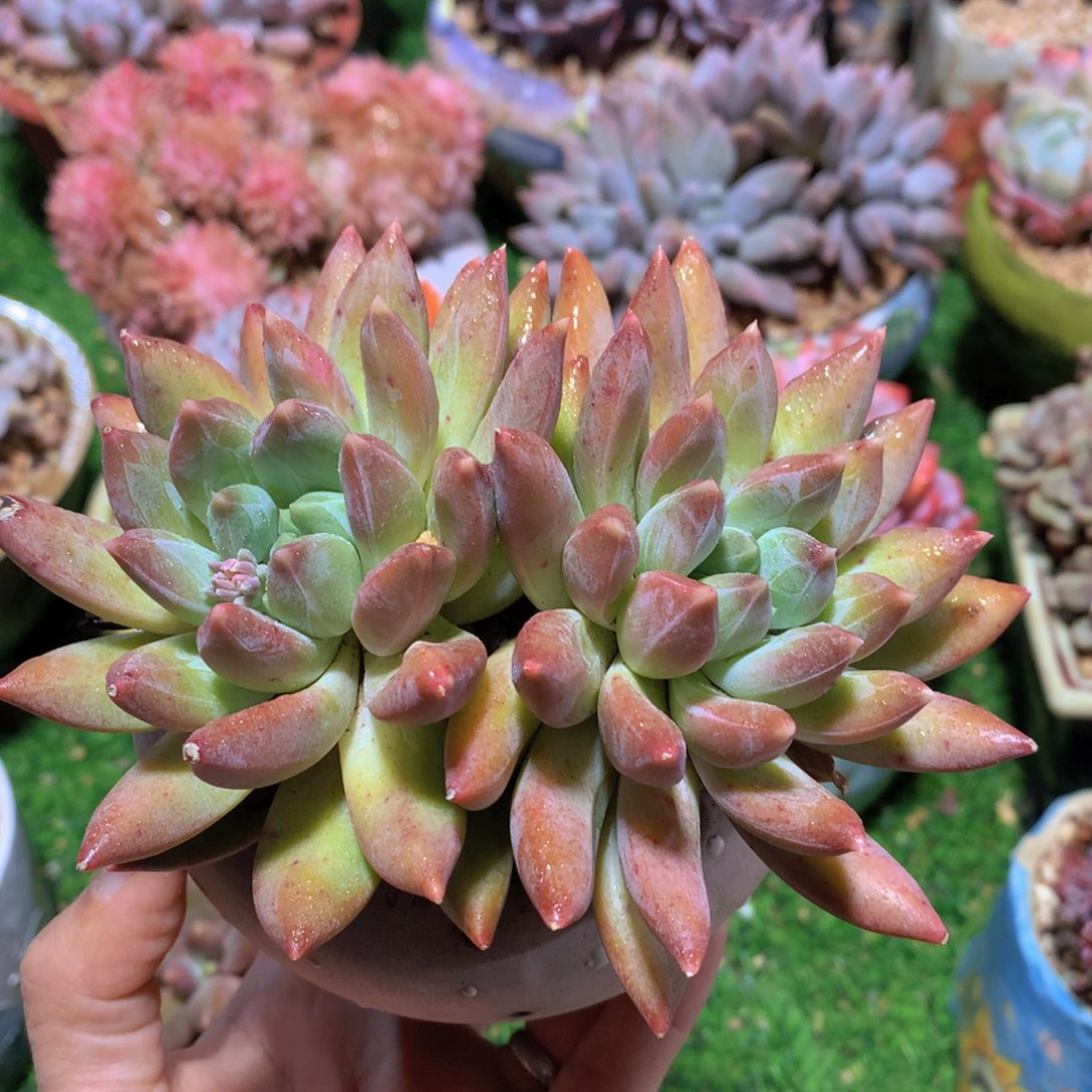 重楼13 公分一物一拍