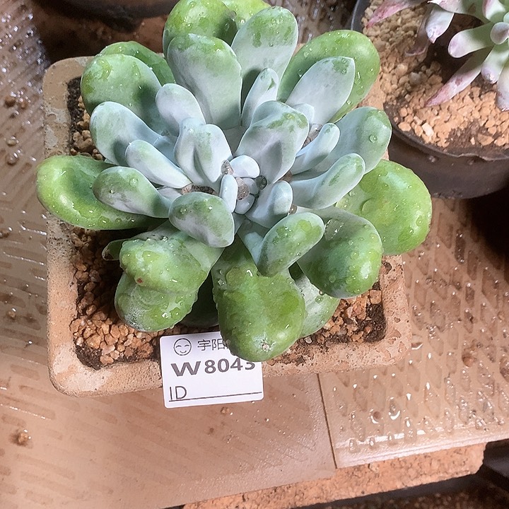 8043拇指多肉仙女杯