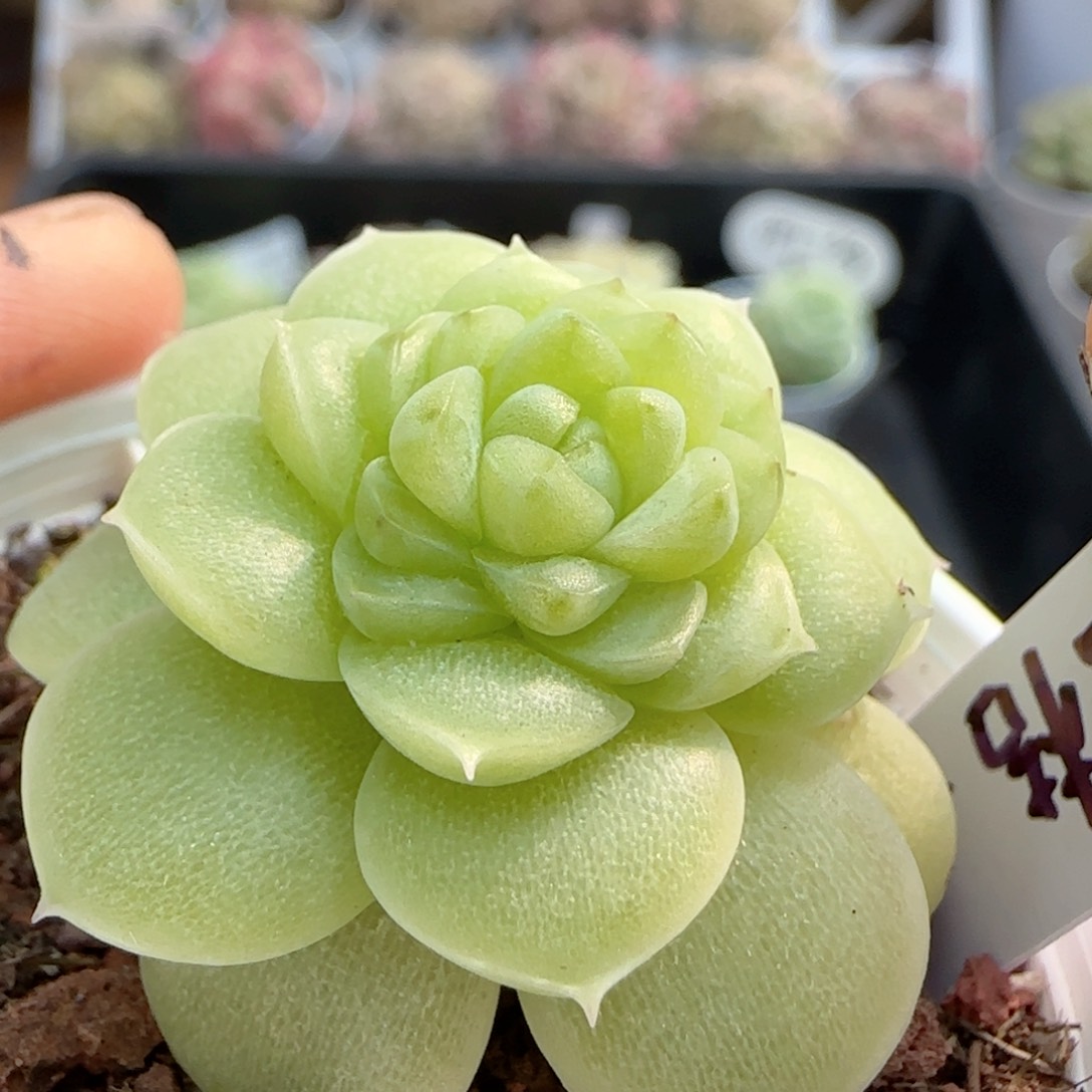 雨**曦【闪购商品】0205-42（蜜桔-2）