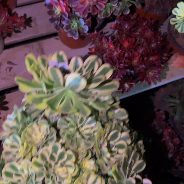 407白兰地多肉植物不售后