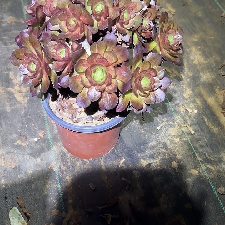 多肉法师植物链接99