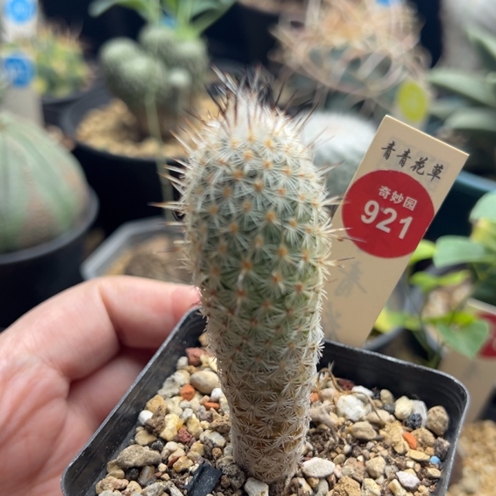 实生萨拉戈萨一棵仙人球