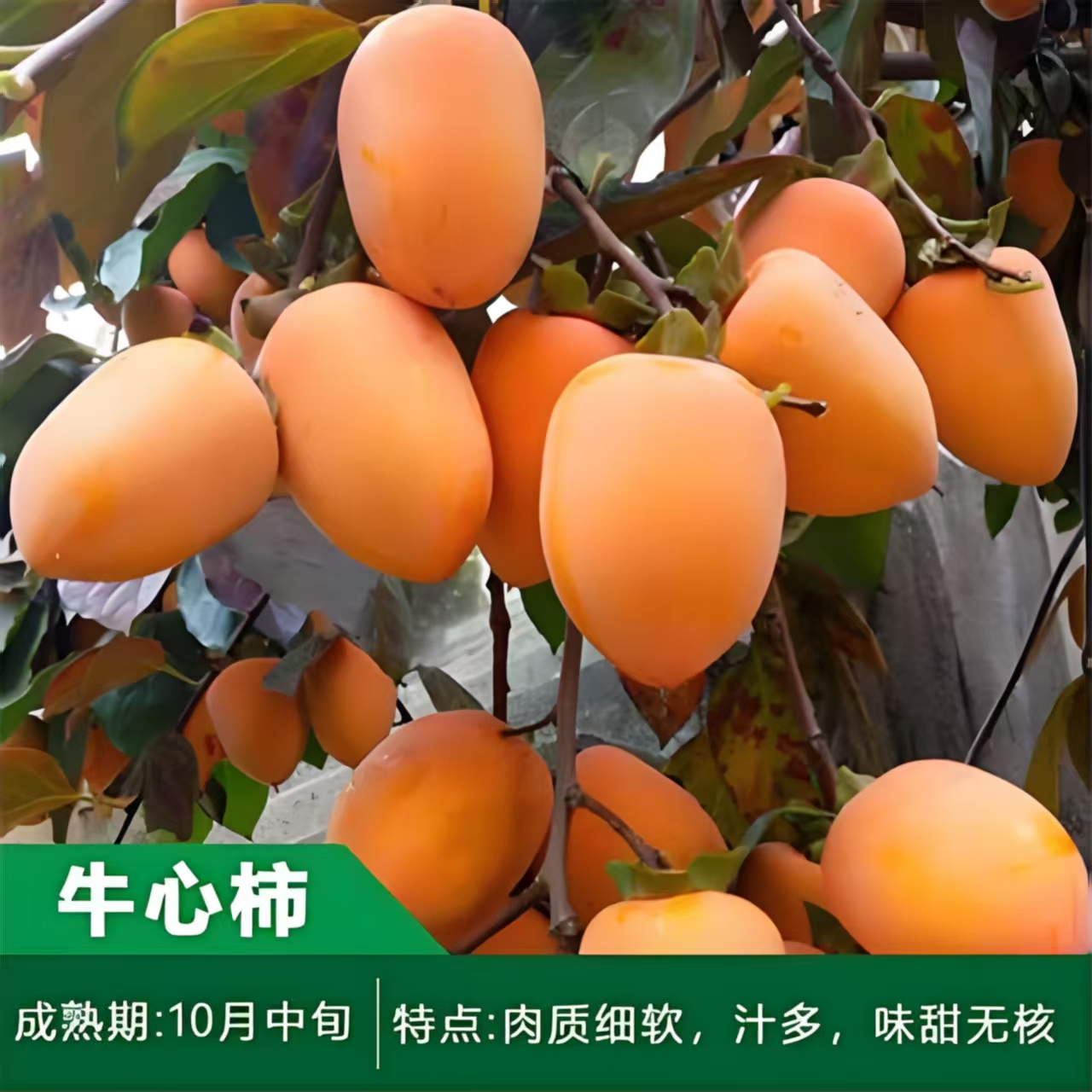 脆甜无核柿子苗好养易活适合盆栽地栽种植