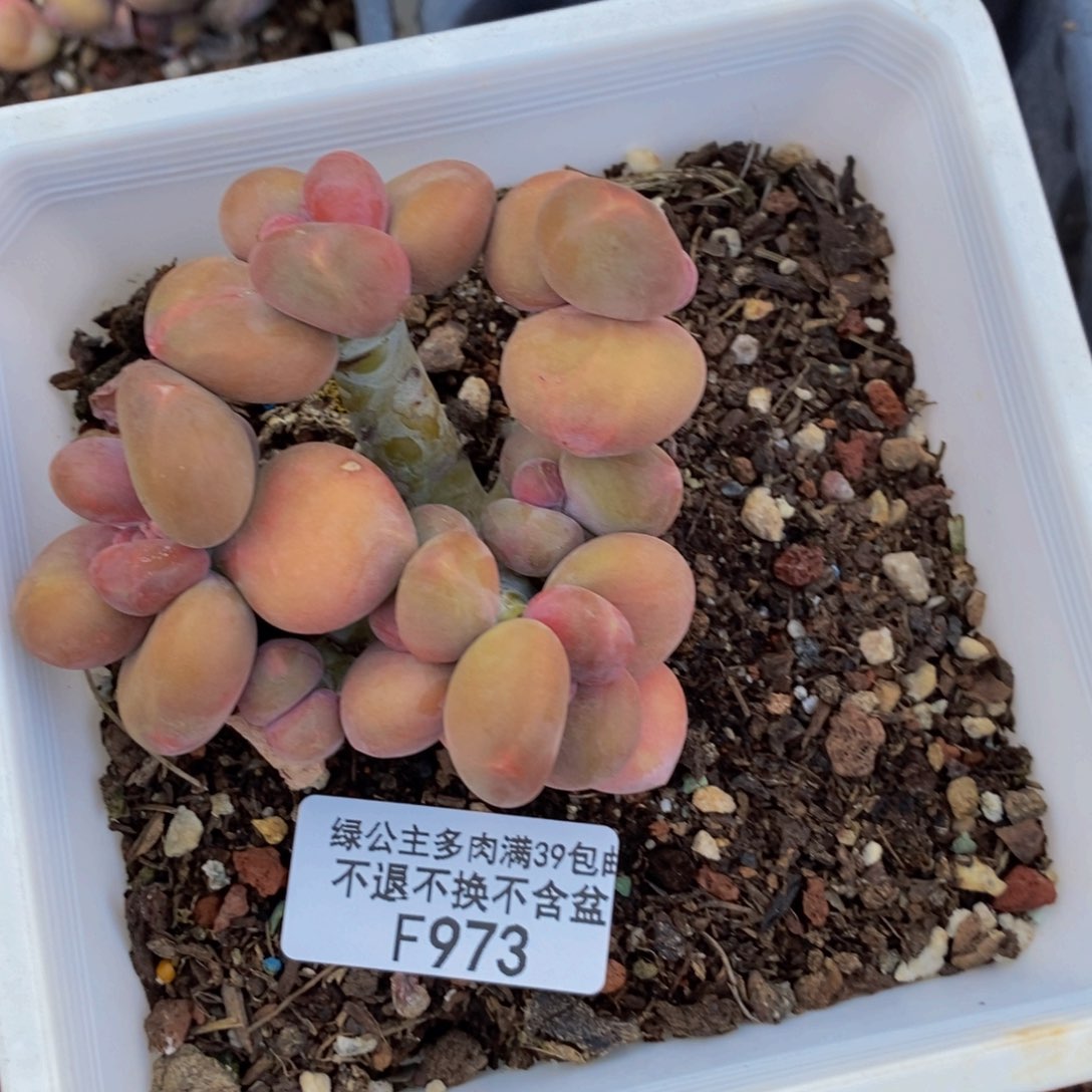 973芒果奶kk奶多肉8cm