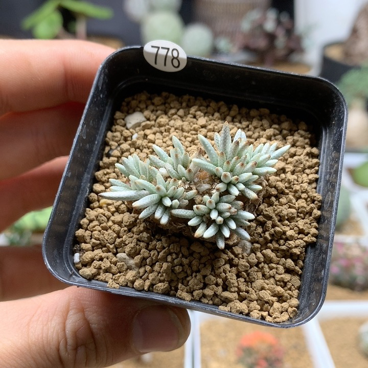 白花韧锦母本带盆778